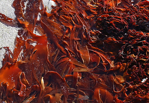 Norge 2007 PF 10_019