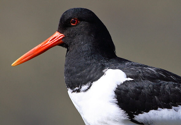 Norge 2007 PF 11_041