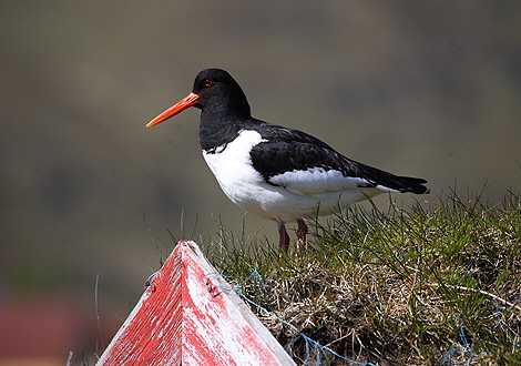 Norge 2007 PF 11_041 Kopie