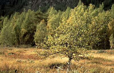 Rondane003