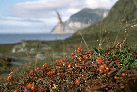 Senja001