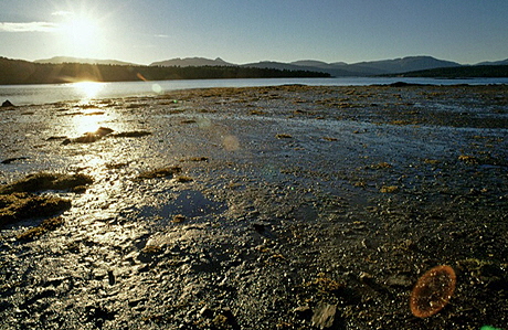 Senja031